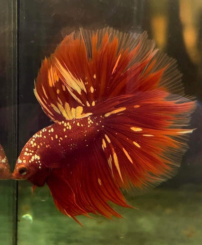 Most Beautiful and Expensive Bettas around the world - JustFishyThing