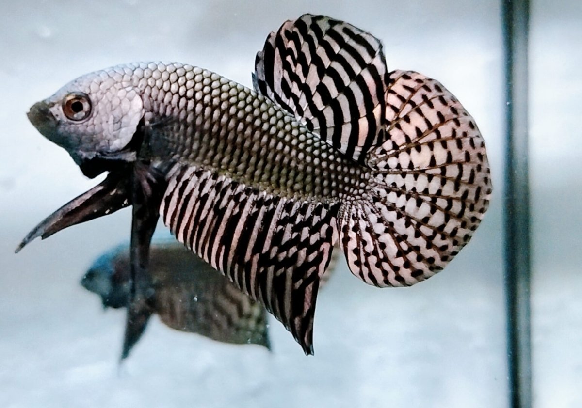 The most common wild betta species - JustFishyThing