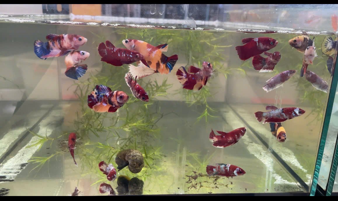 What species can bettas be kept with? - JustFishyThing