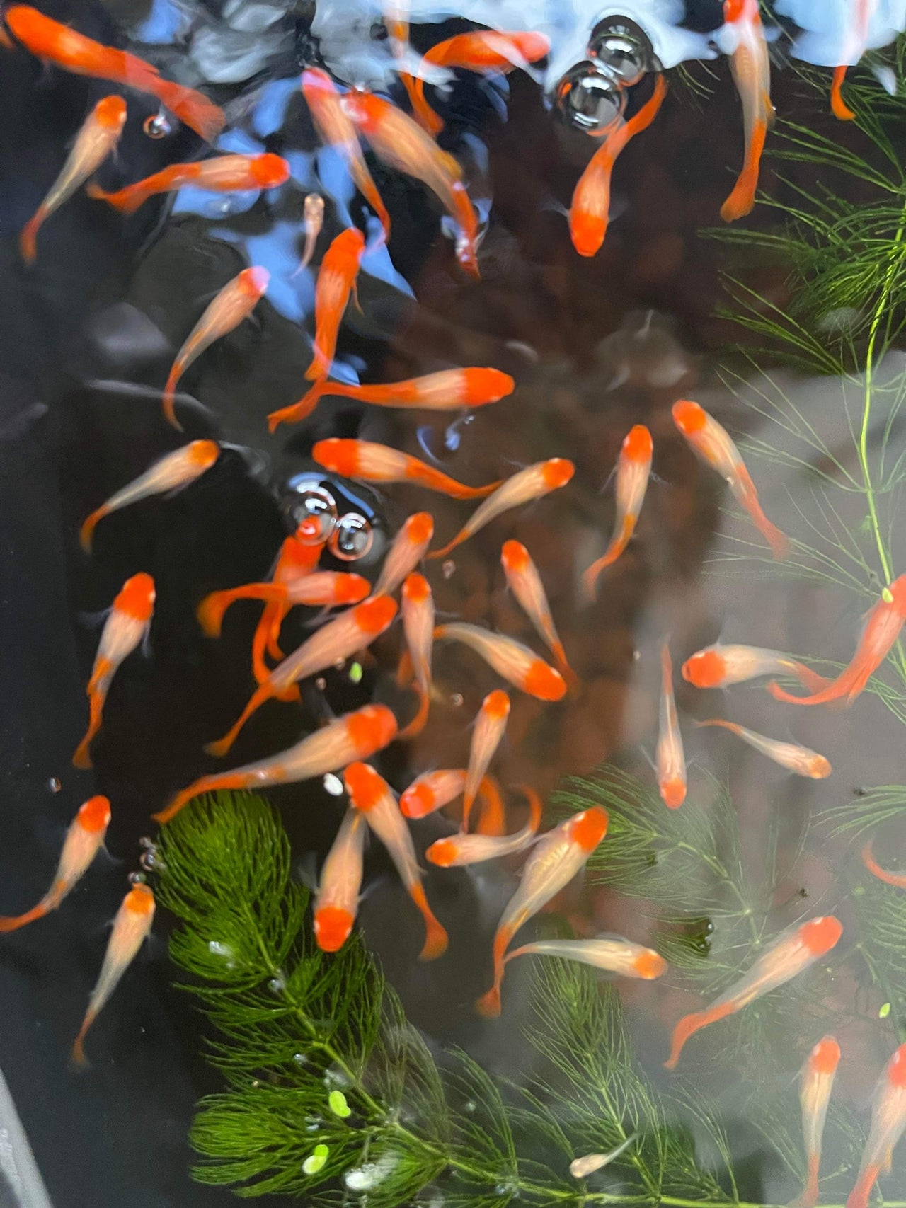 Guppies - JustFishyThing