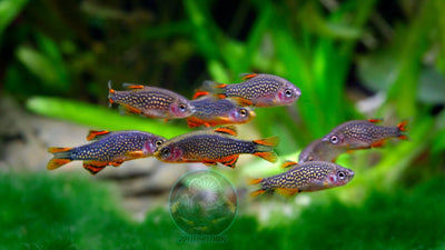 Nano Fishes for Small under 20 gallons aquarium. Our nano fishes have the best coloration and healthy.