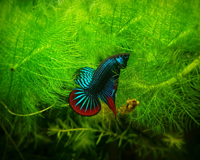 Wild Betta Fish for Sale (Rare & Natural Species) - JustFishyThing