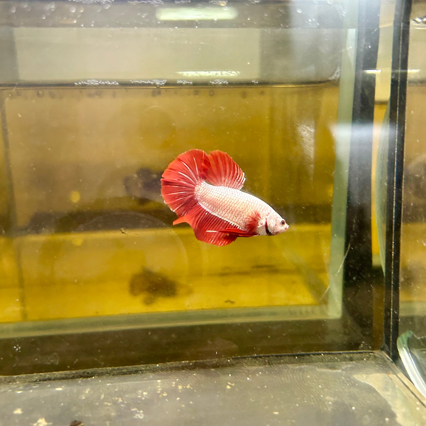 Red Dragon Plakat - Male betta 065