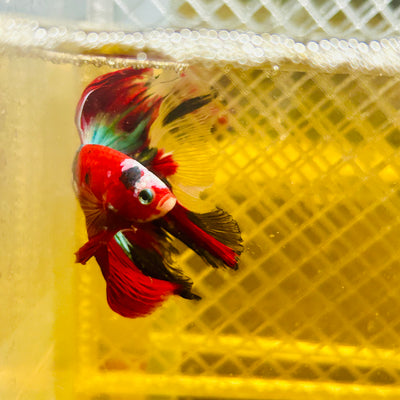 Halfmoon Red Koi Galaxy - Male Betta #176