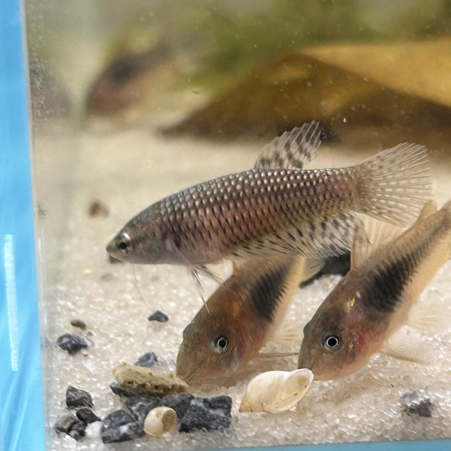 Alien Copper Wild Hybrid - Female Betta