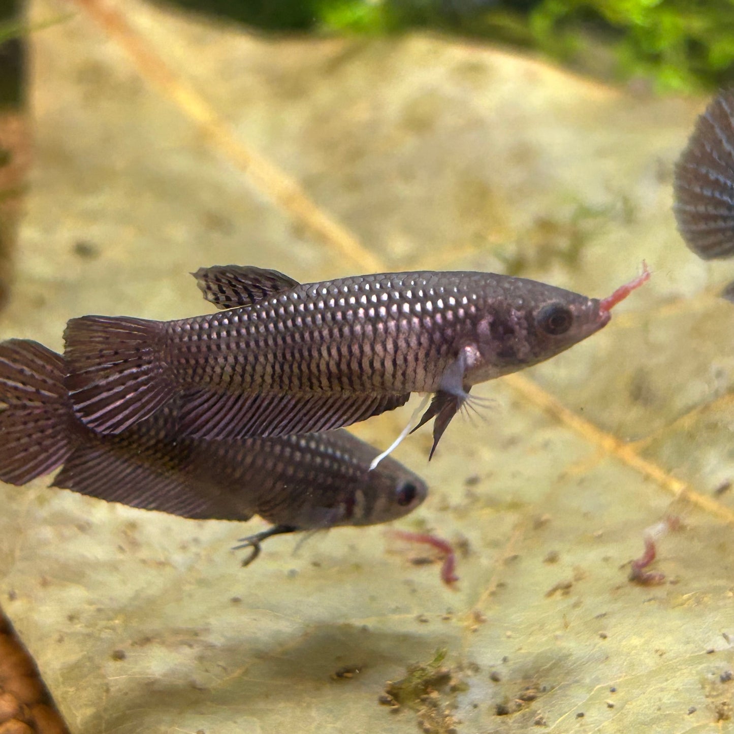 Copper Wild Mahachai - Female Betta