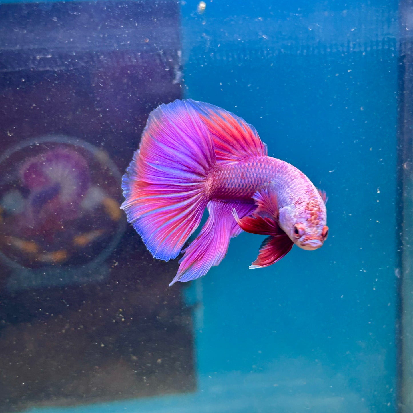 Purple Pink Halfmoon - Male Betta 044