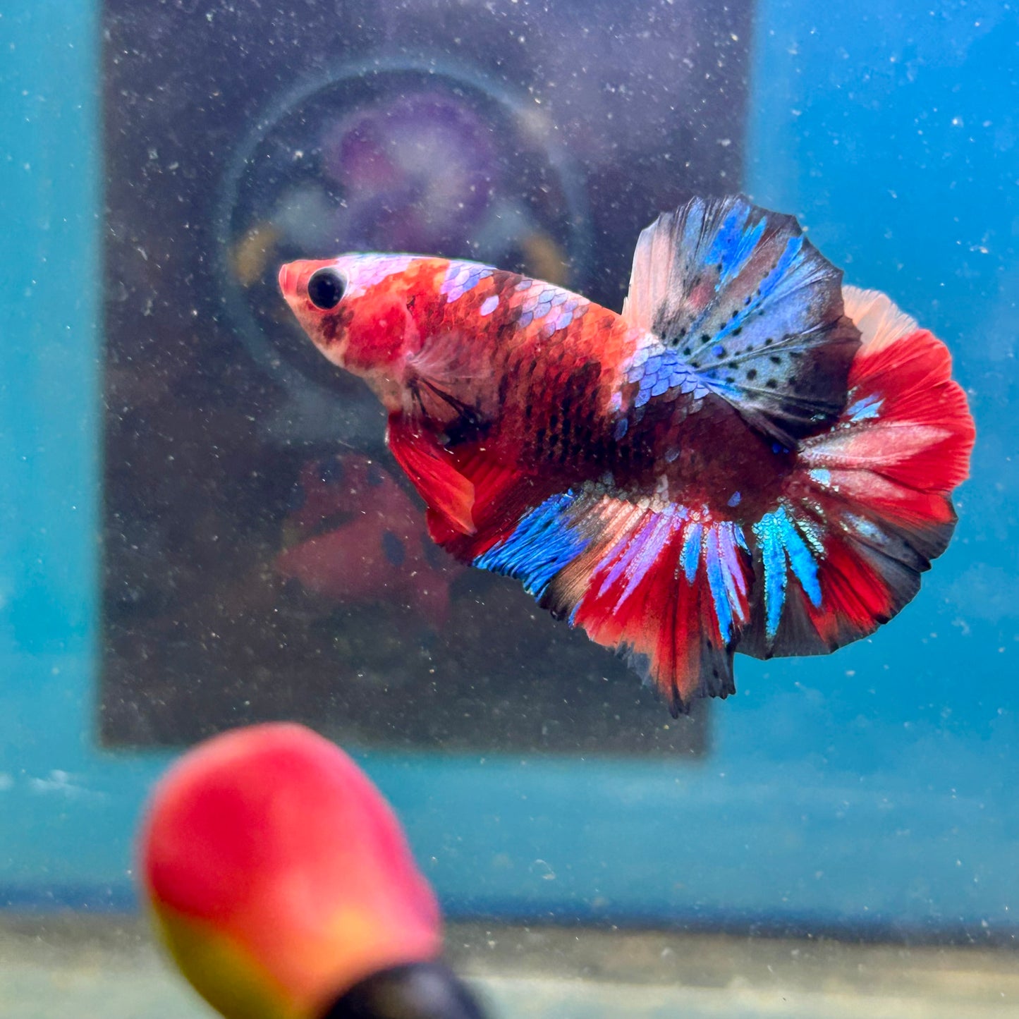 Koi Multicolor Plakat - Male Betta 188