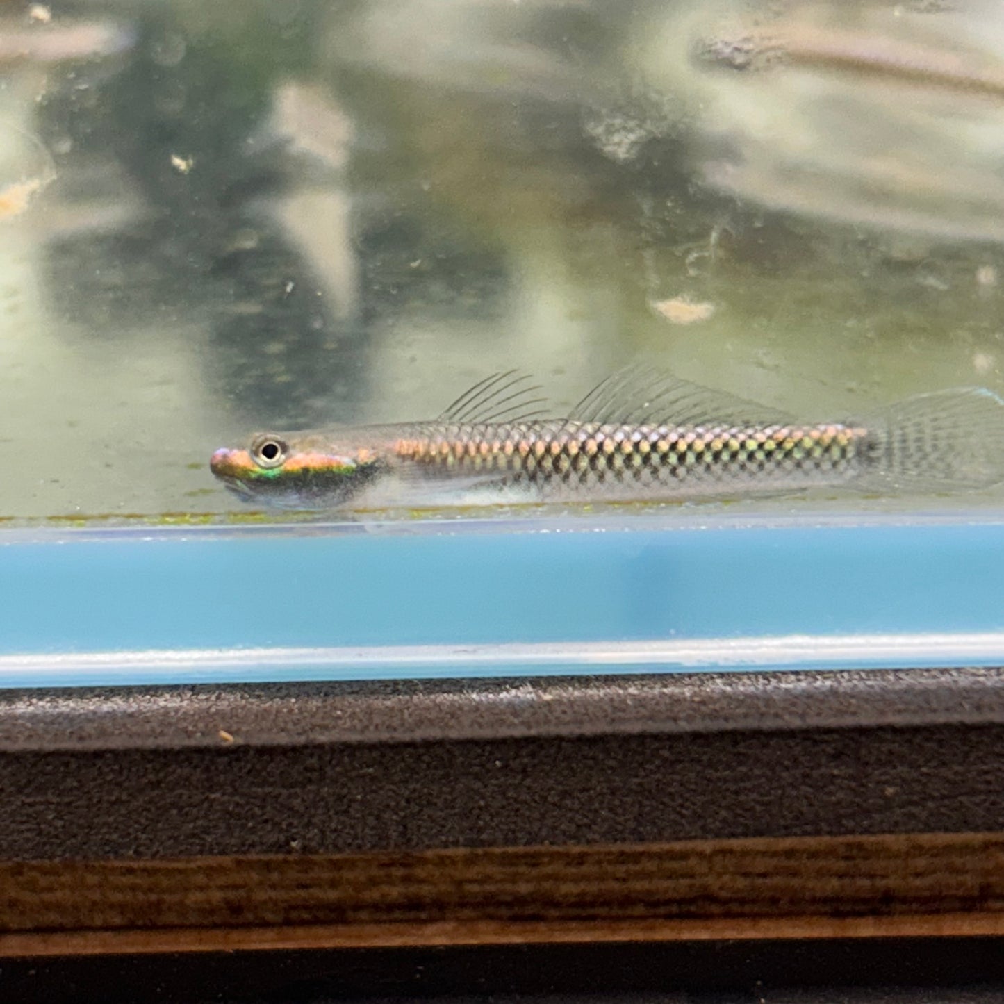 Neon Stiphodon Goby