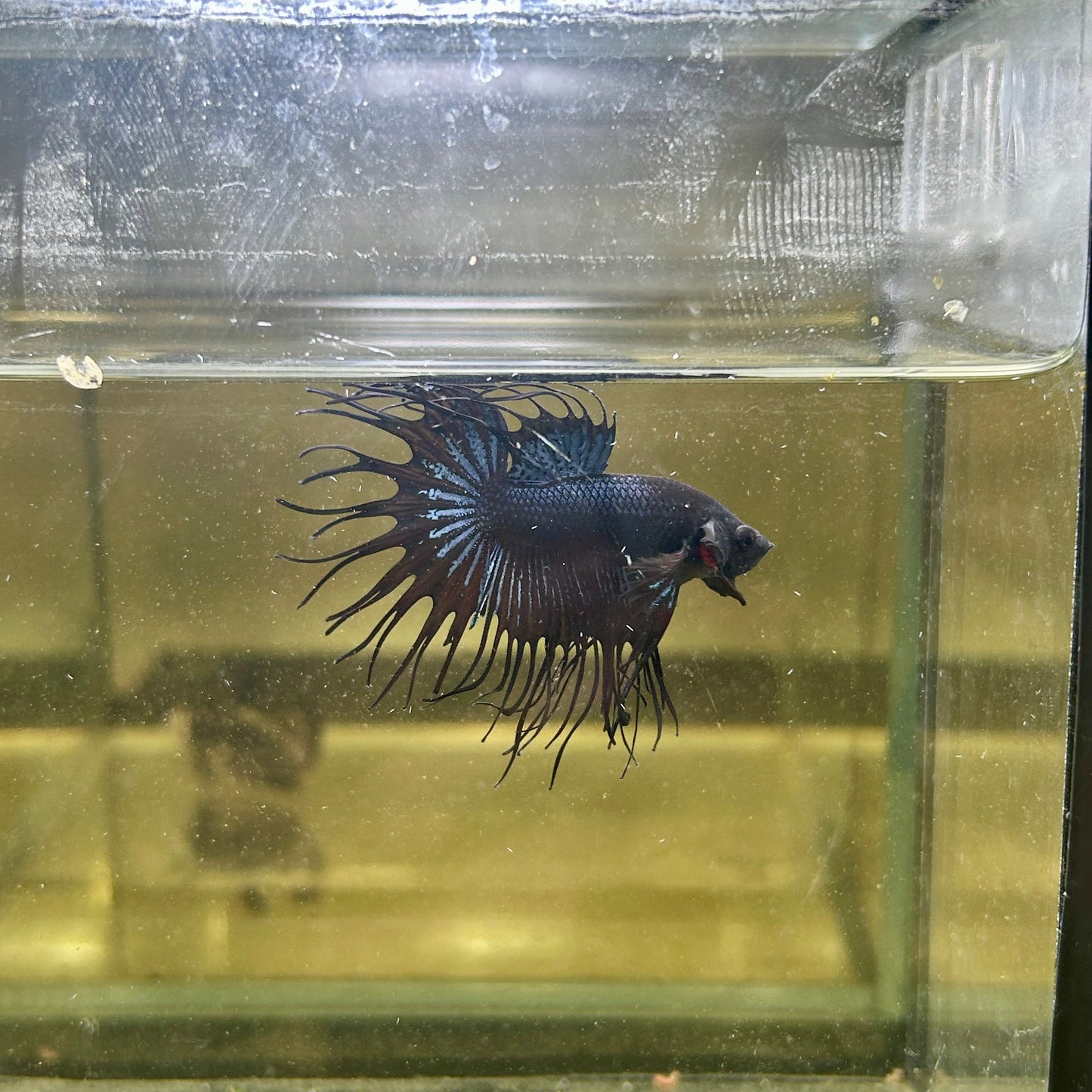 Black Orchid Crowntail - Male Betta 065