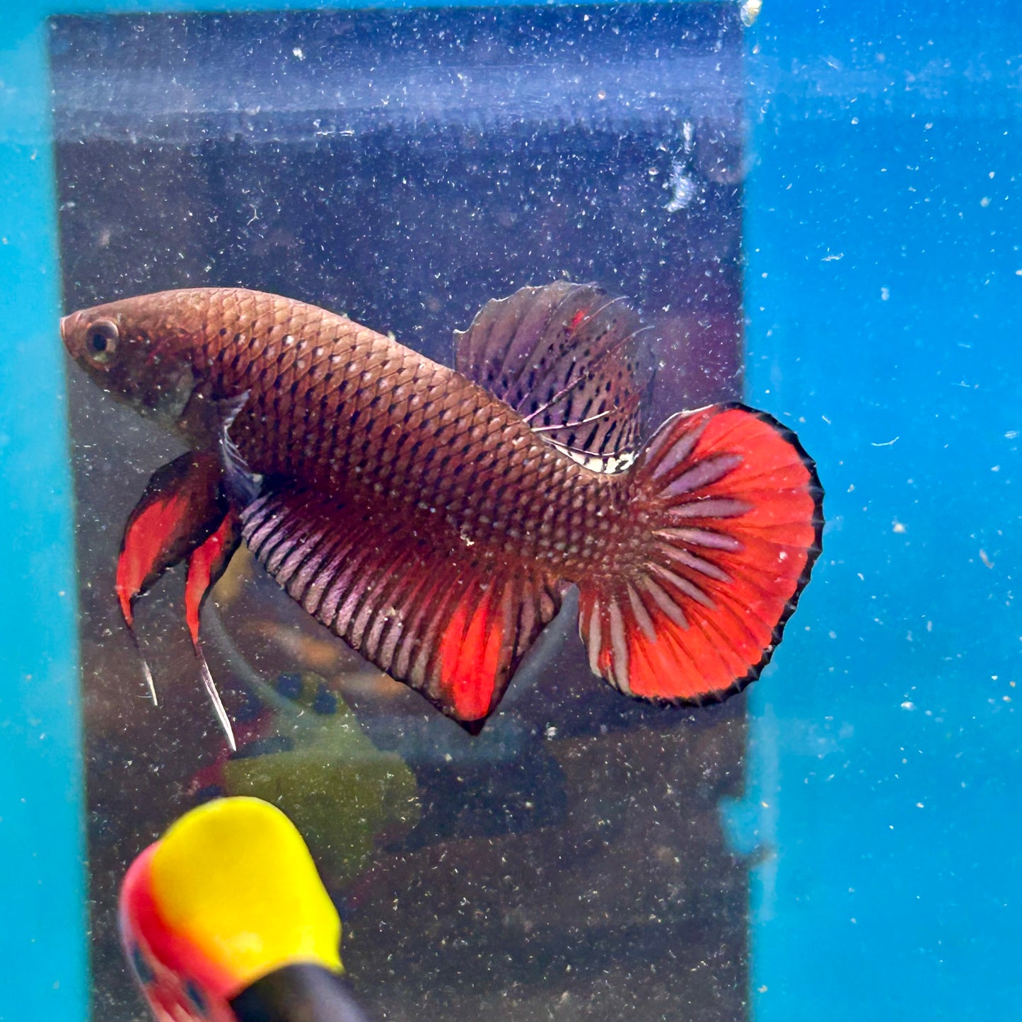 Wild Imbellis Copper - Male Betta 007