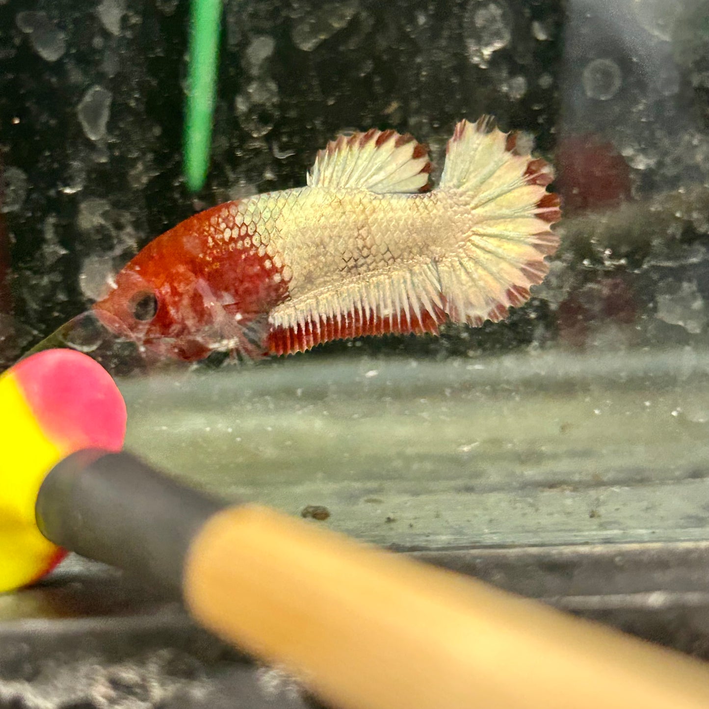 Red Fancy Copper Plakat - Female Betta A88