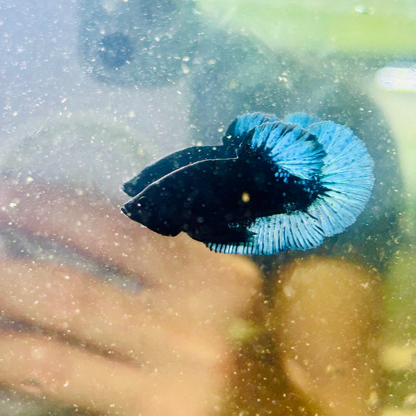 Black Light Steel Blue Plakat - Male betta 038