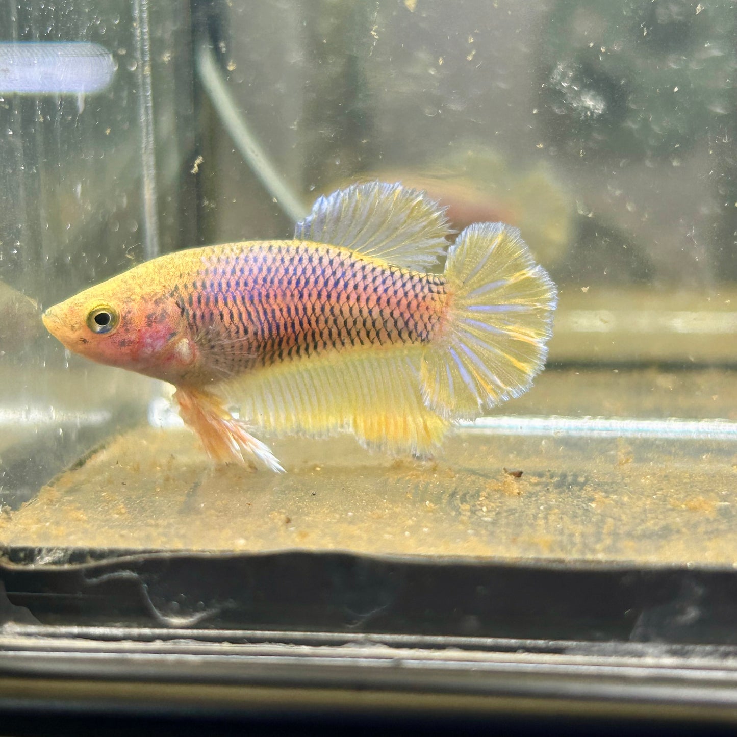 Yellow Pineapple Feather Tail - Female betta 040