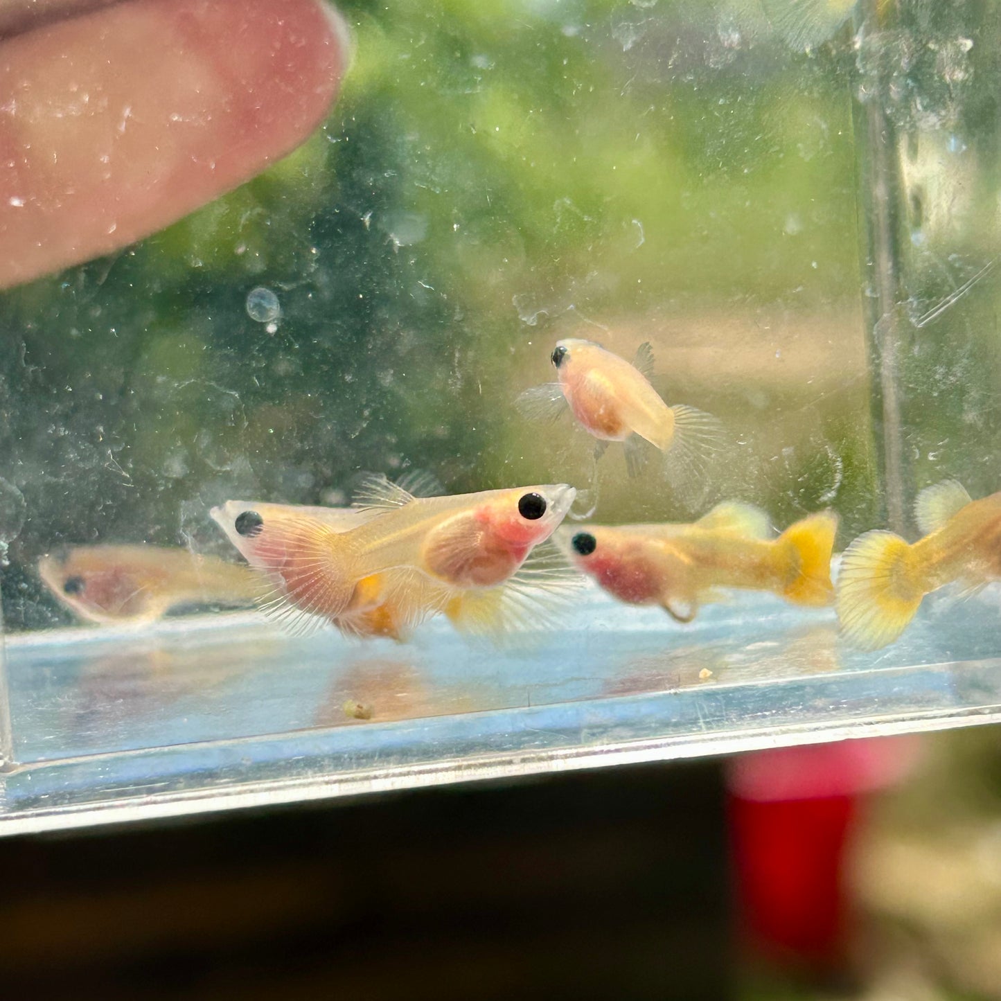 Bụng kính ngắn bằng vàng 24k - Guppy