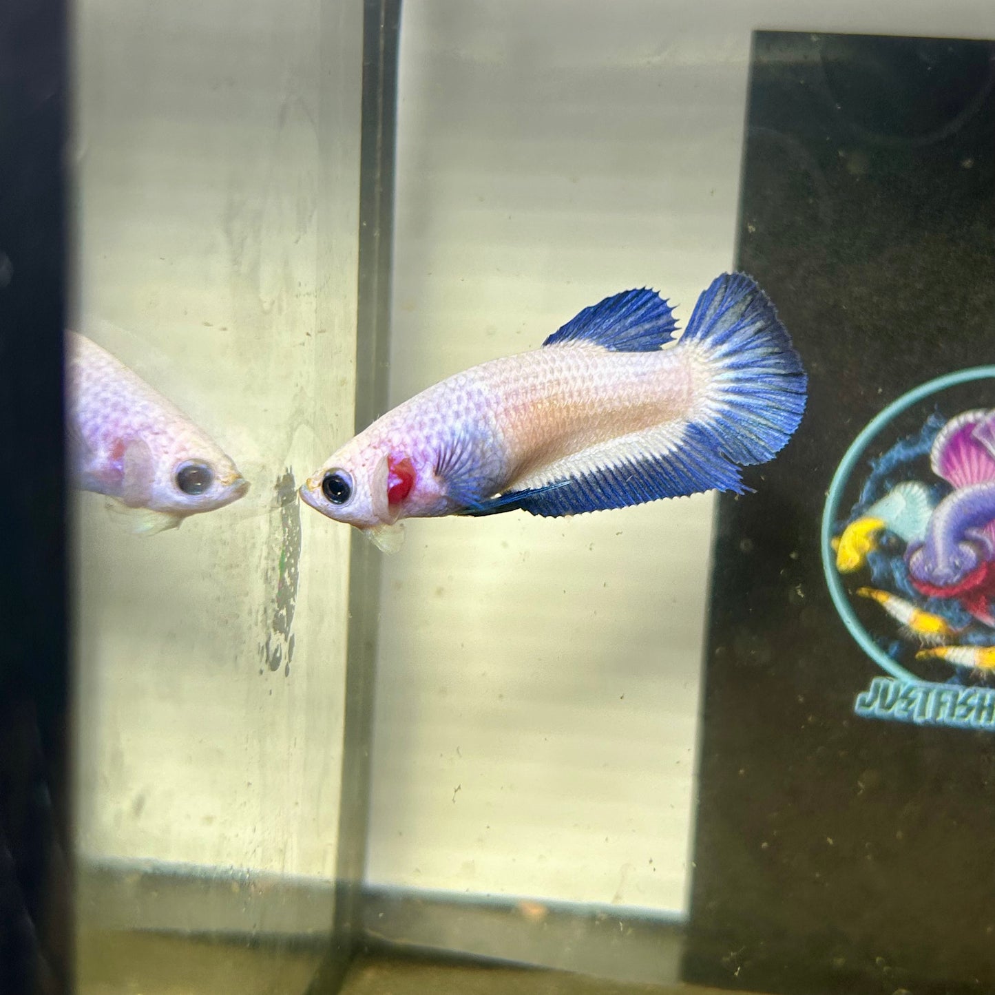 Blue Rim Plakat - Female betta 118