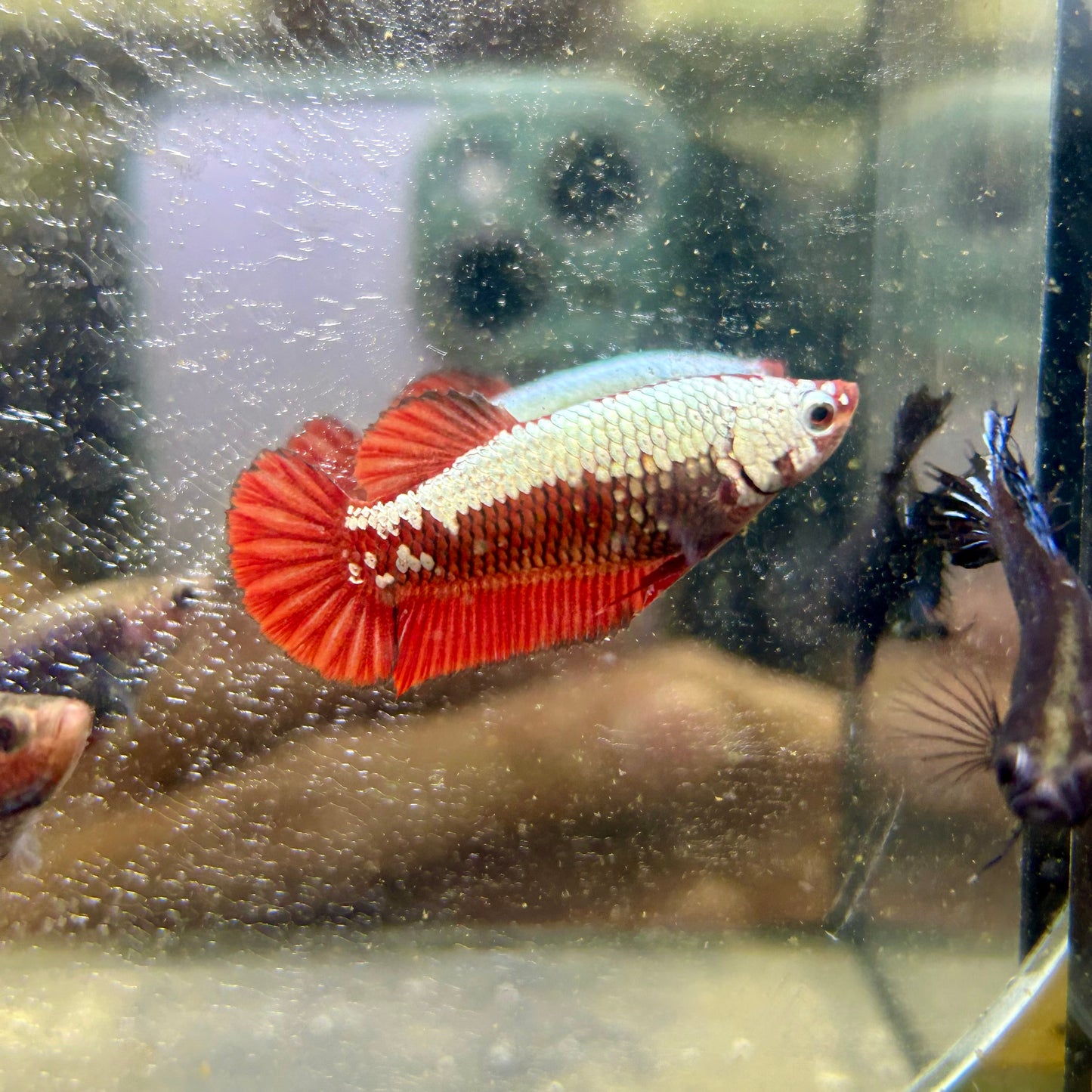Red Samurai Plakat - Female betta 183