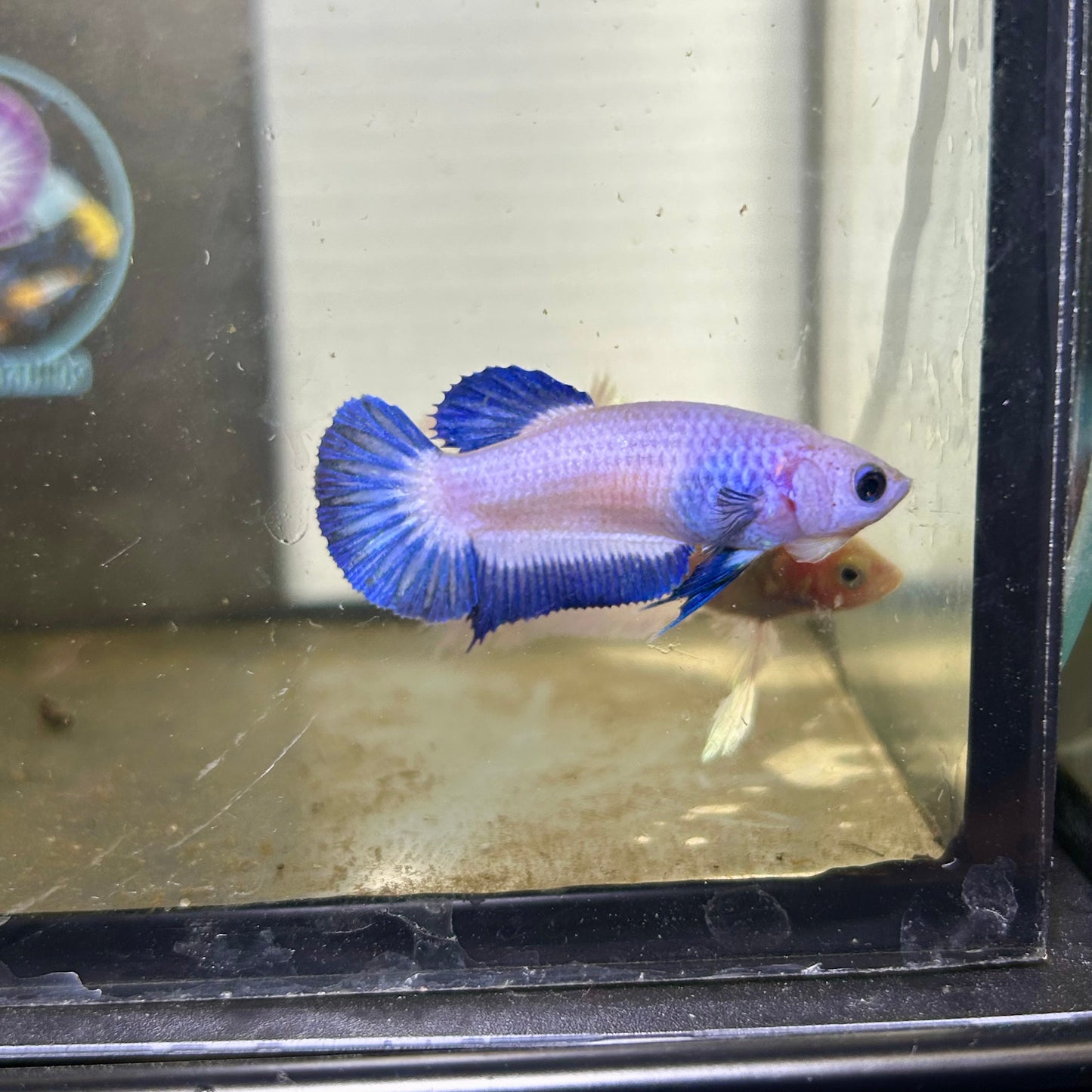 Blue Rim Plakat - Female betta 118