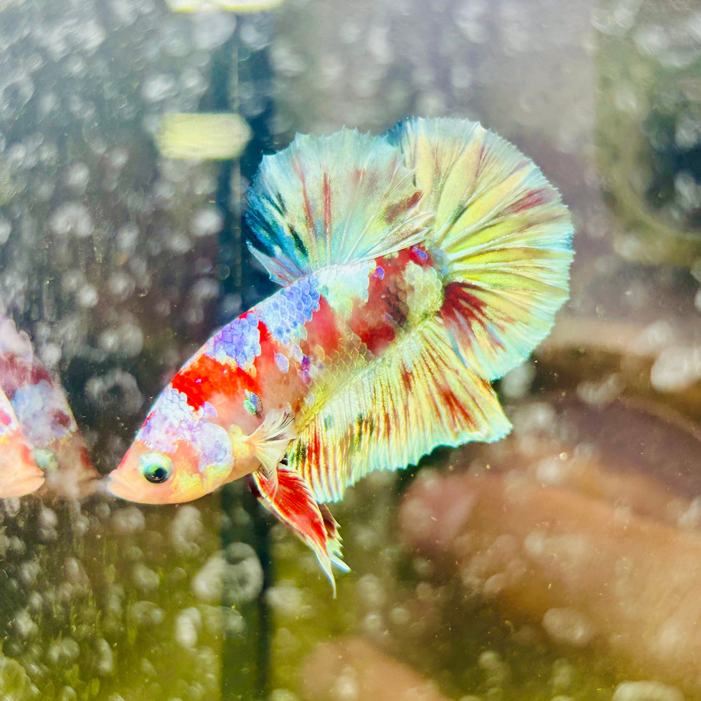 Red Koi Barongsai Plakat - Male betta 163