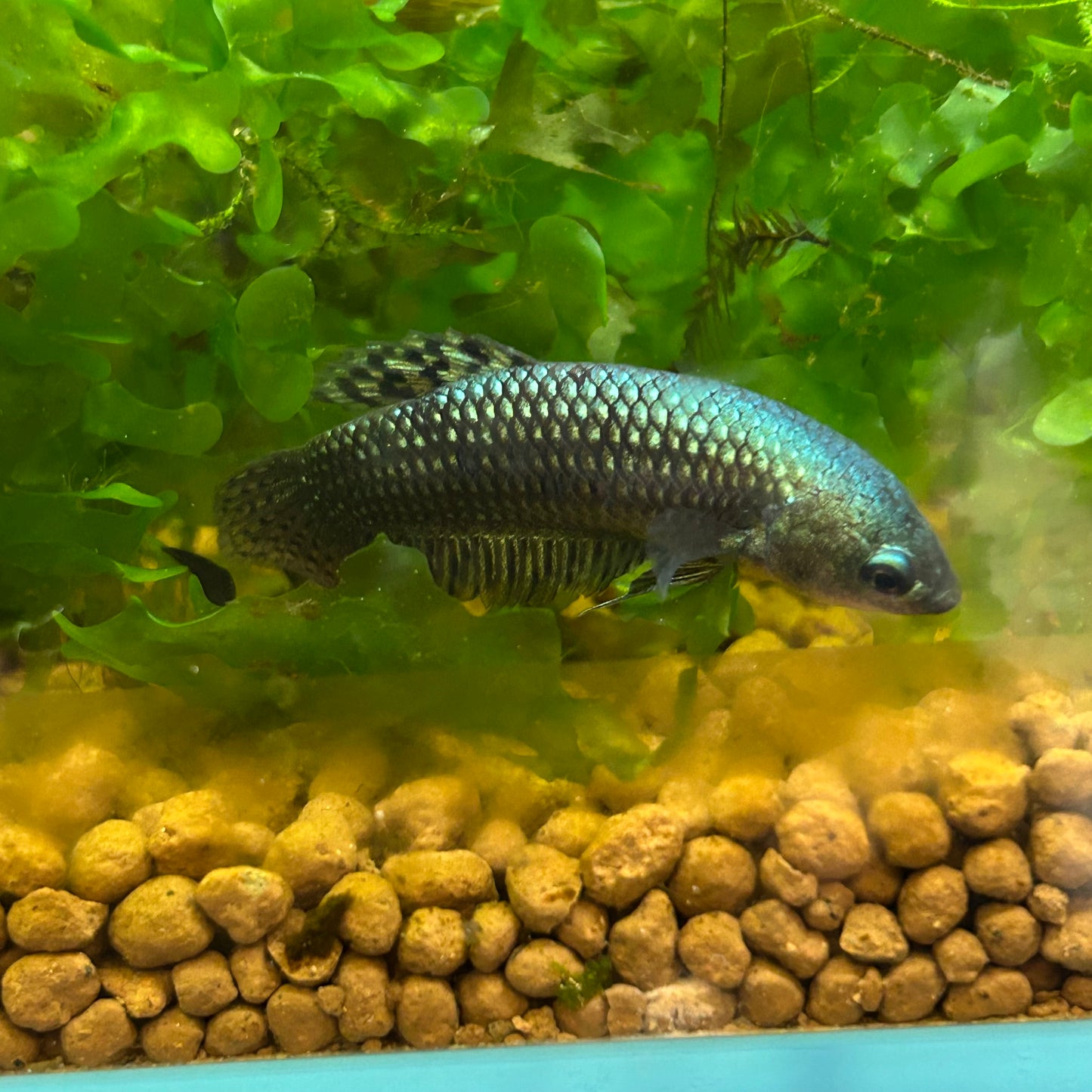 Mixed Wild Type Random Pick - Female sorority