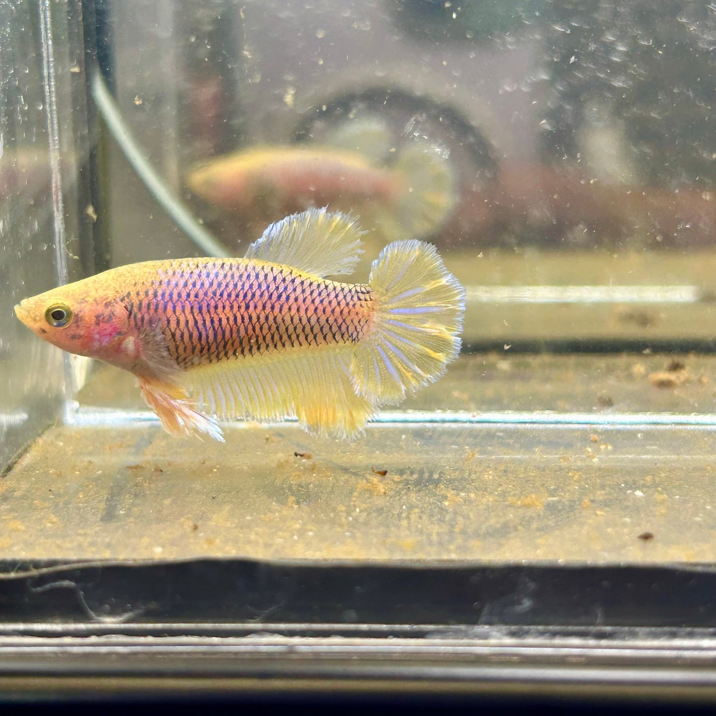 Yellow Pineapple Feather Tail - Female betta 040