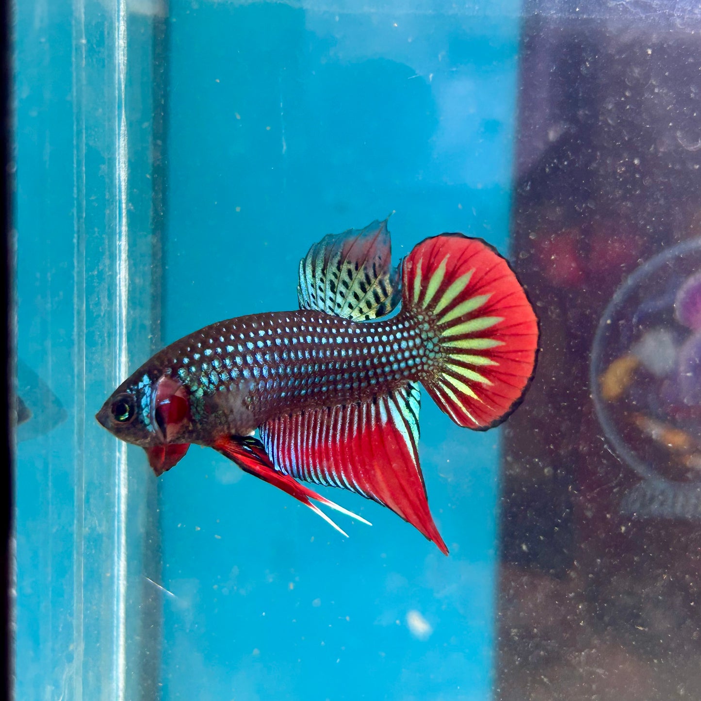 Wild Imbellis Green - Male Betta 045
