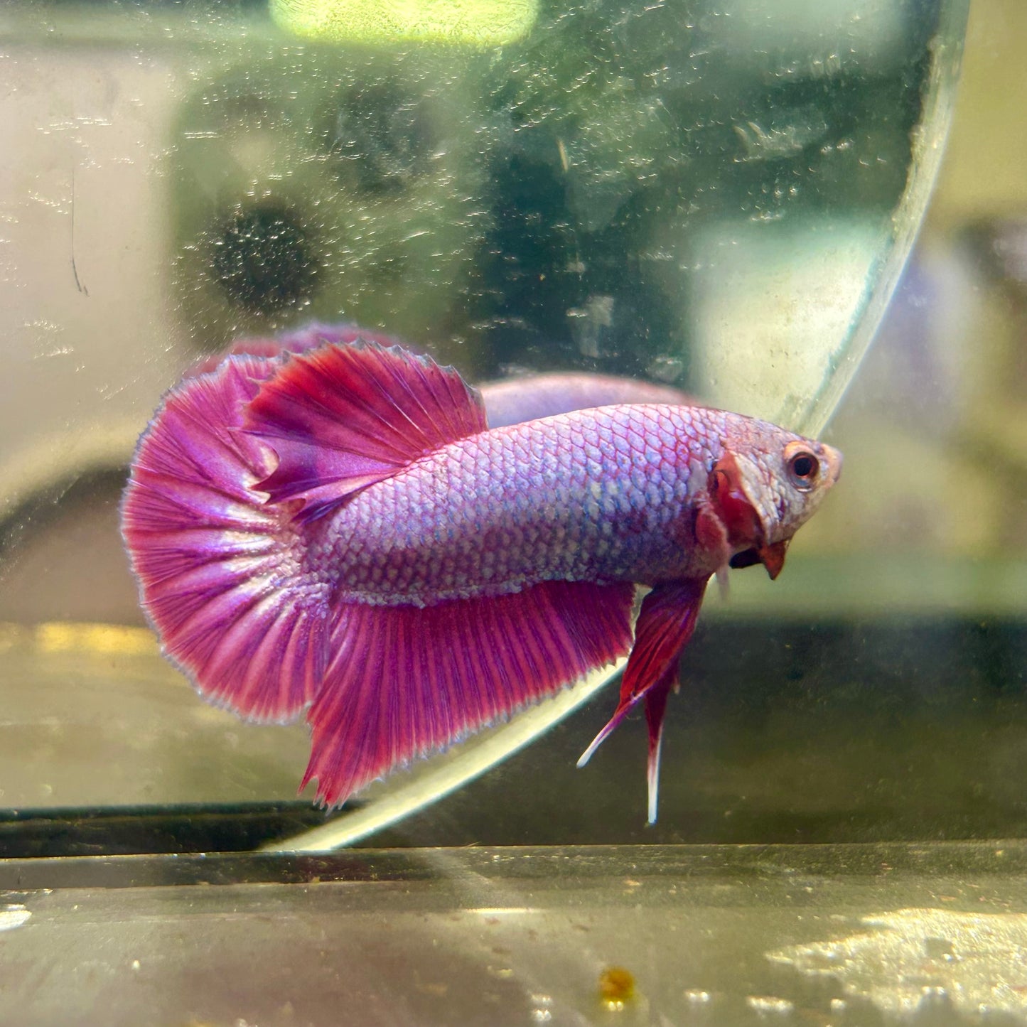 Purple Pink Plakat- Male Betta 082