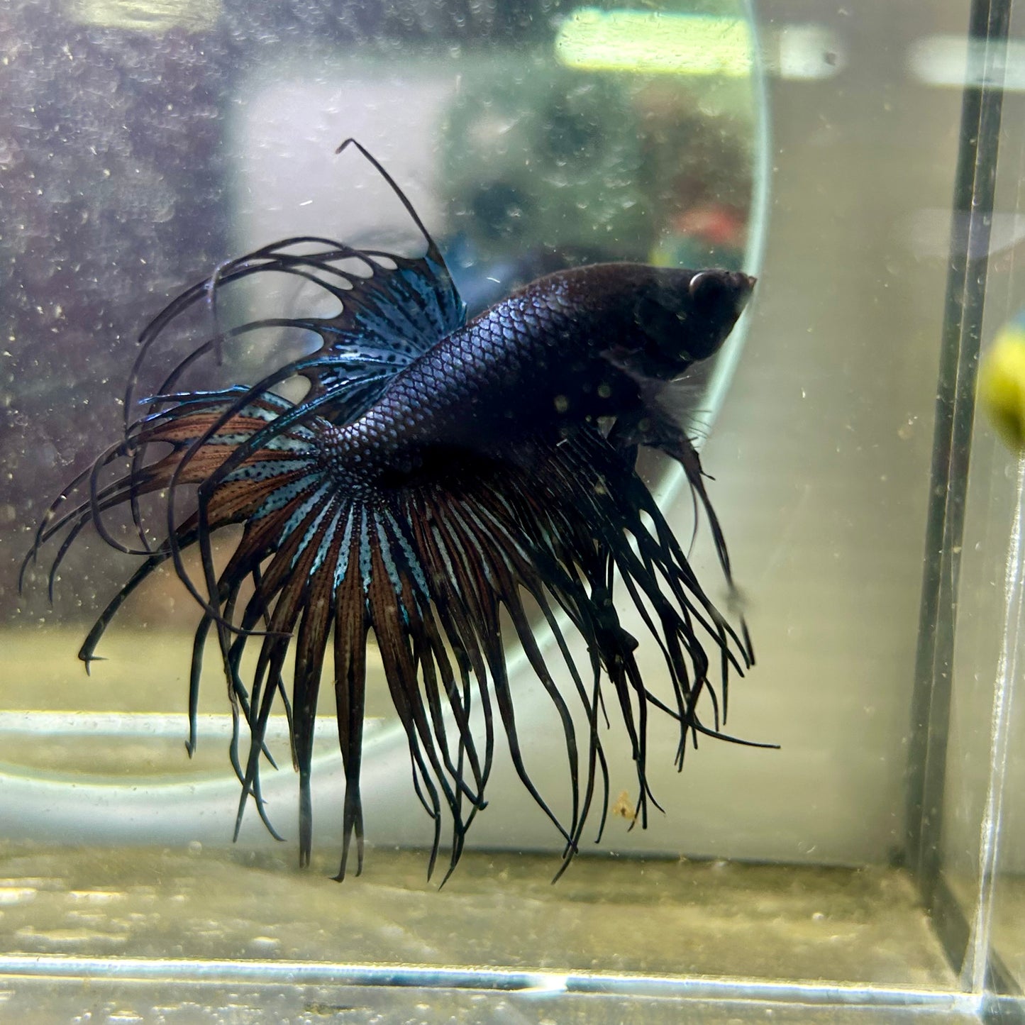 Black Orchid Crowntail - Male Betta 074