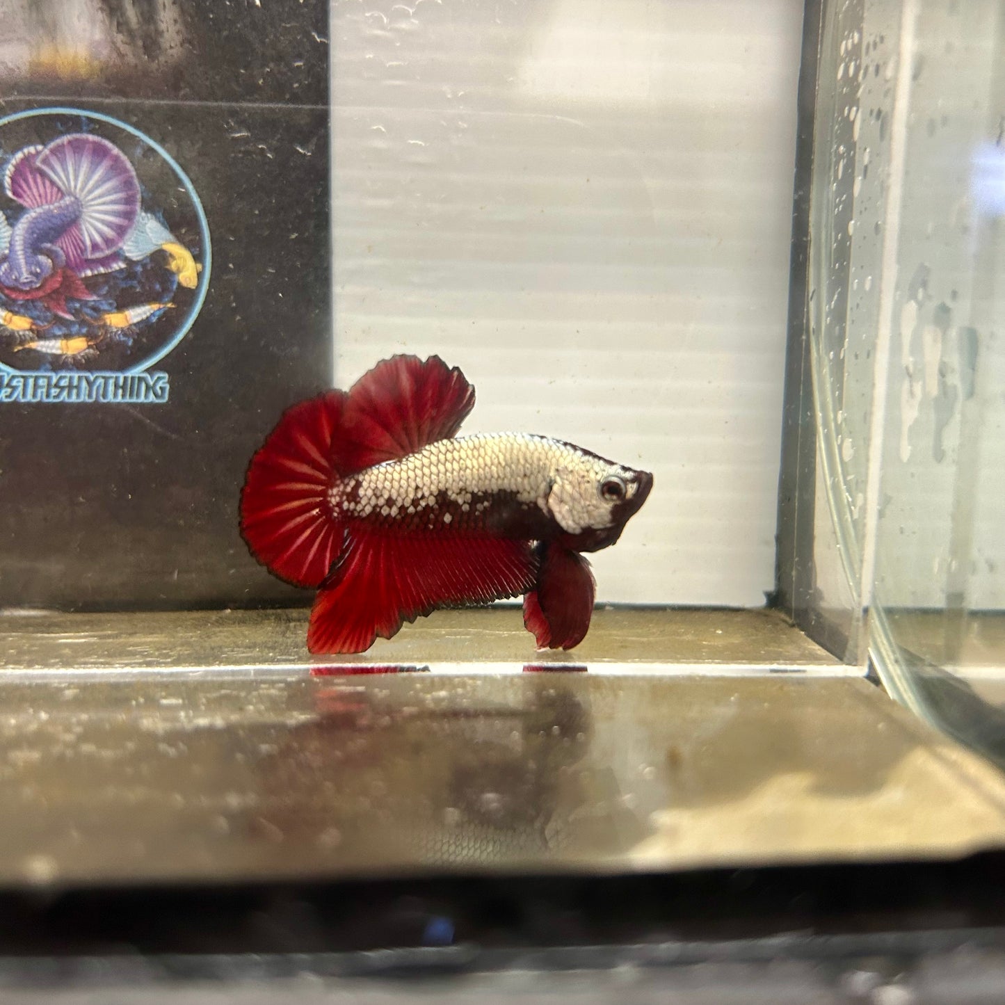 Red Samurai Plakat - Male betta 034