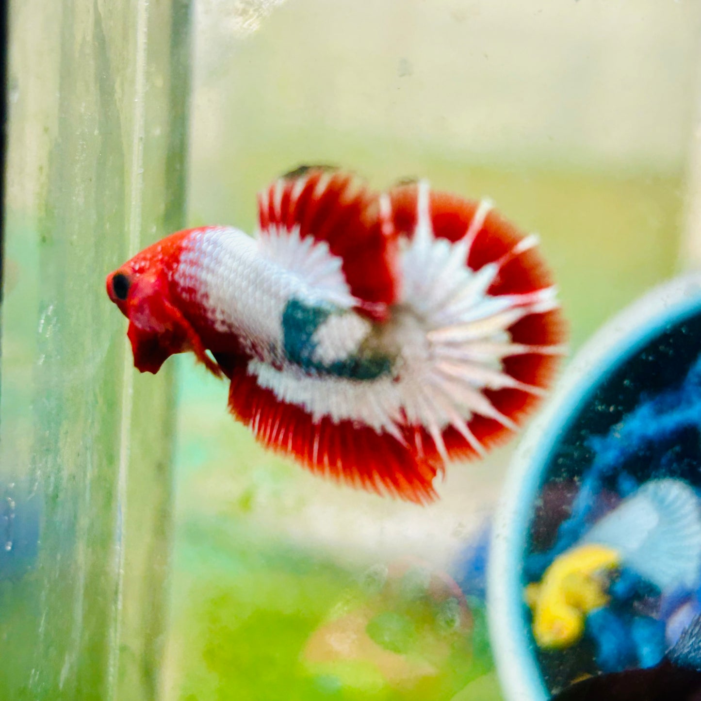 Red Fancy Copper FCCP - Male Betta 079