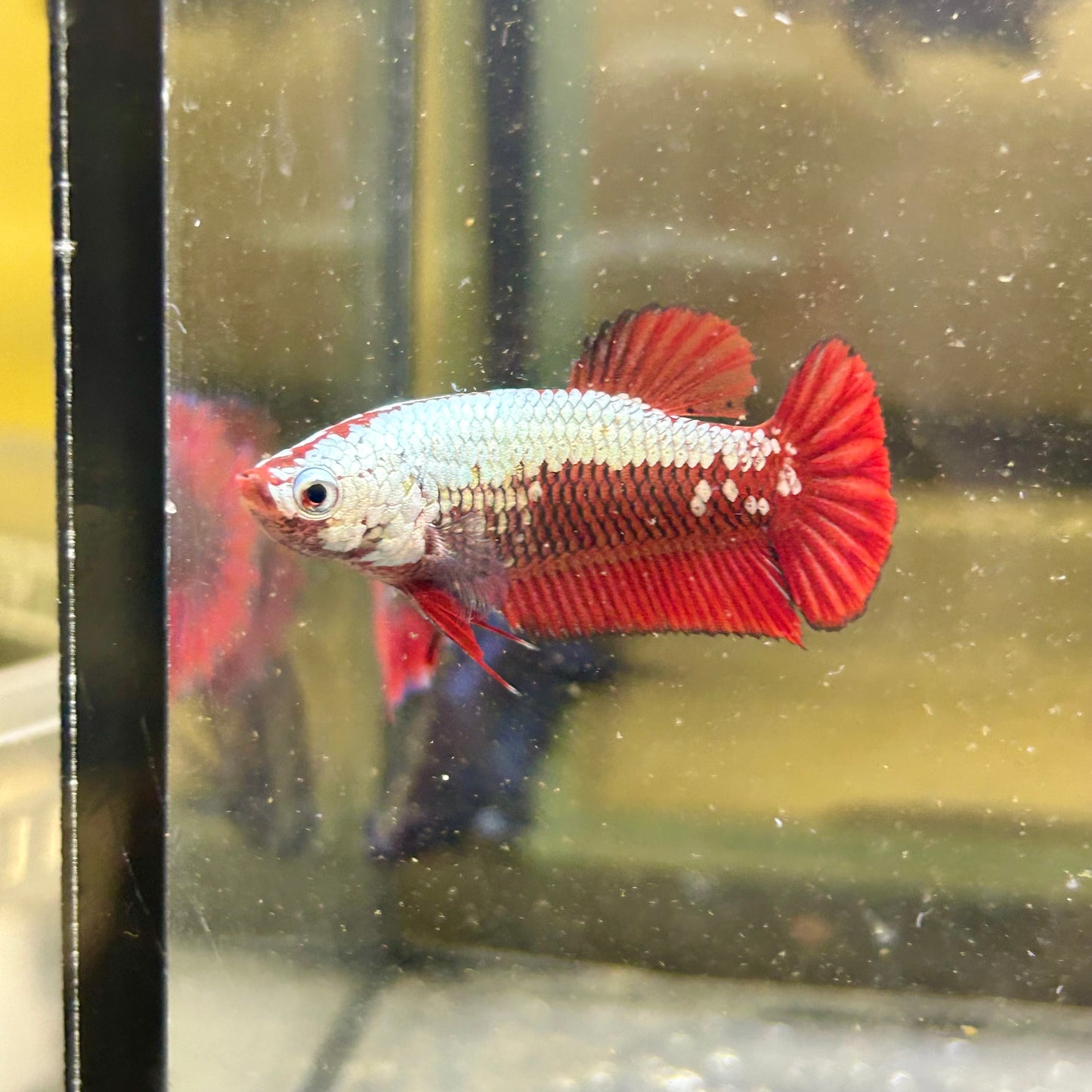 Red Samurai Plakat - Female betta 183