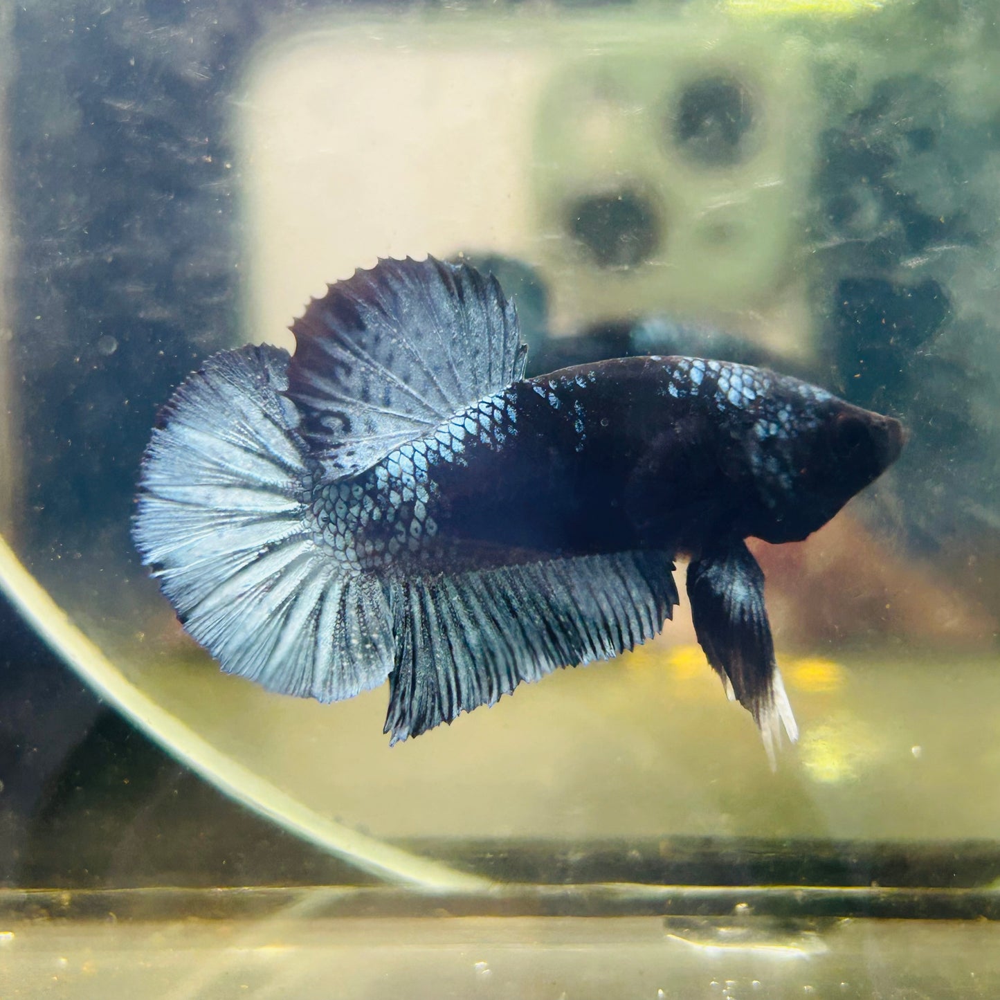 Black Light Steel Blue Plakat - Male betta 078