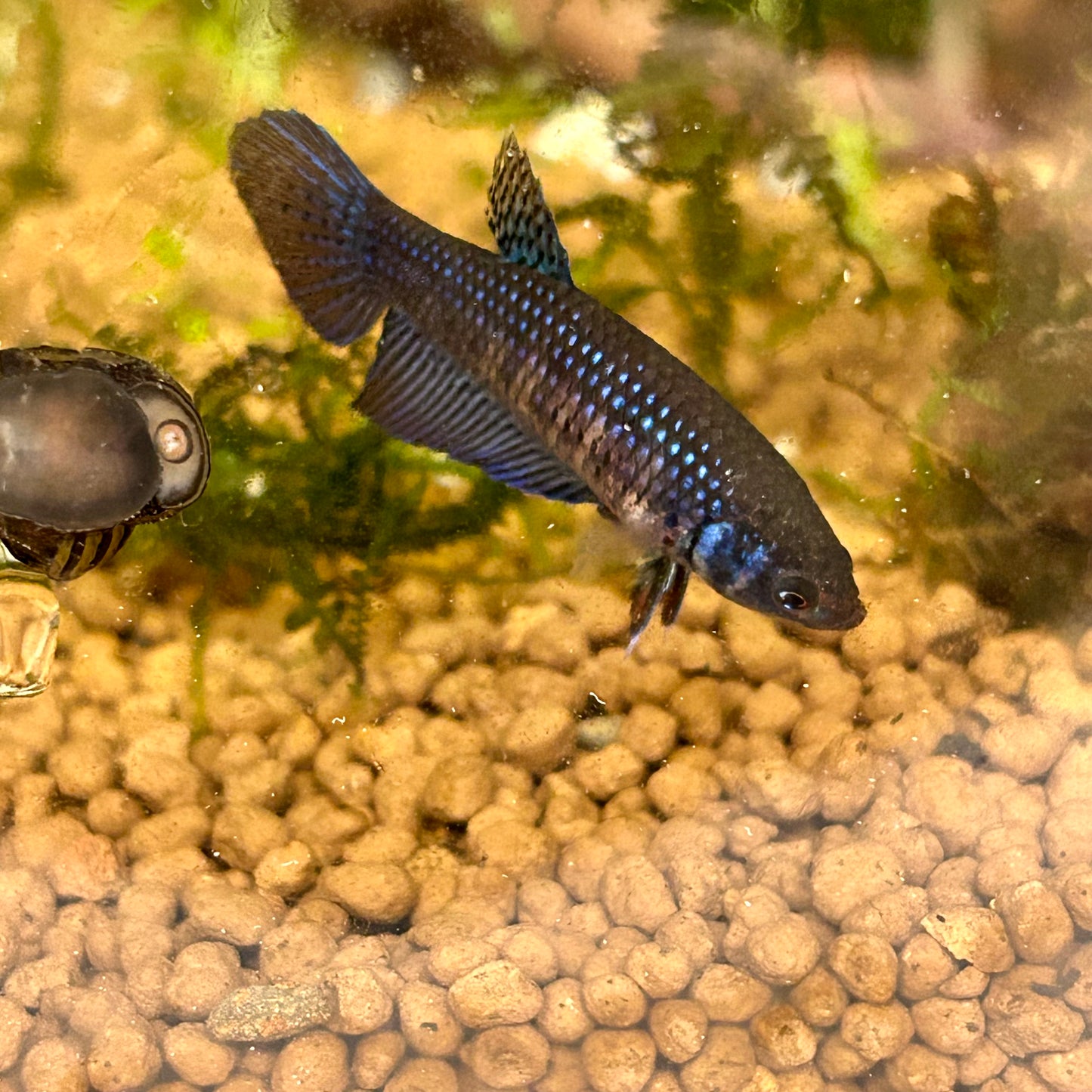 Blue Wild Mahachai - Female Betta A01