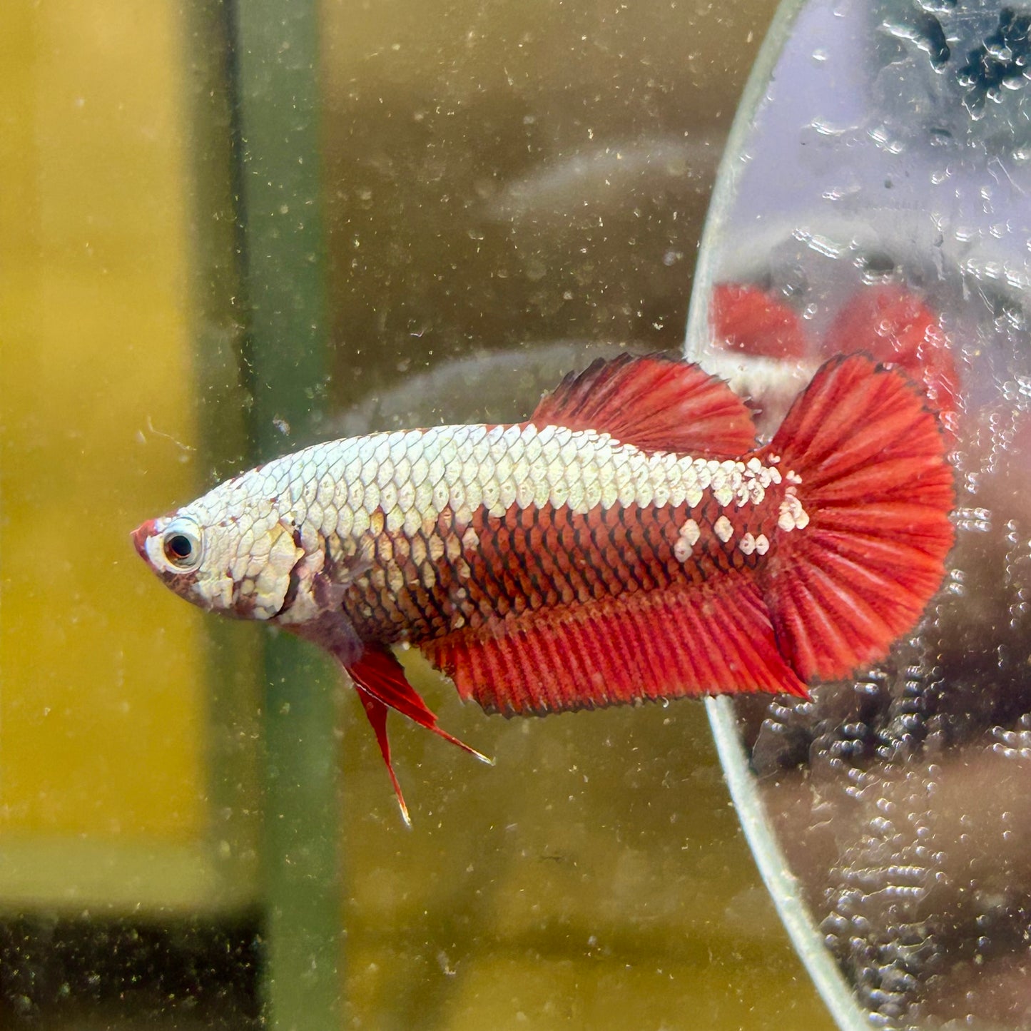 Red Samurai Plakat - Female betta 183
