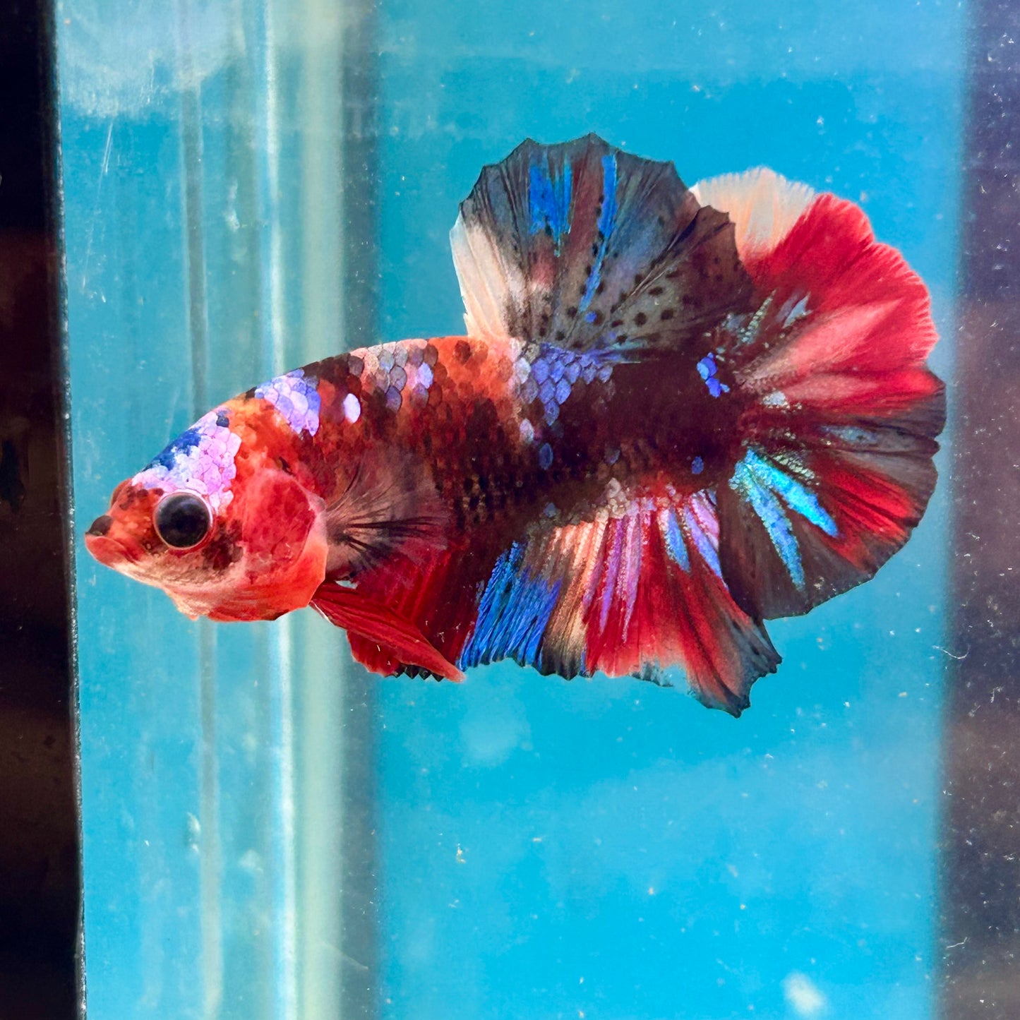 Koi Multicolor Plakat - Male Betta 188