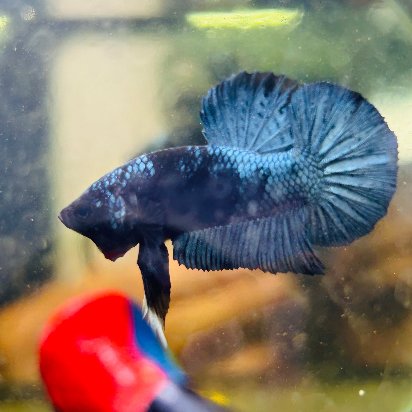 Black Light Steel Blue Plakat - Male betta 078