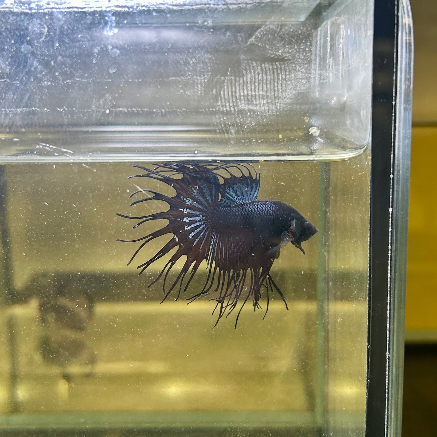 Black Orchid Crowntail - Male Betta 065