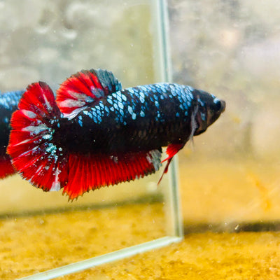 Avarta Neubupa Plakat - Female Betta #Ju33