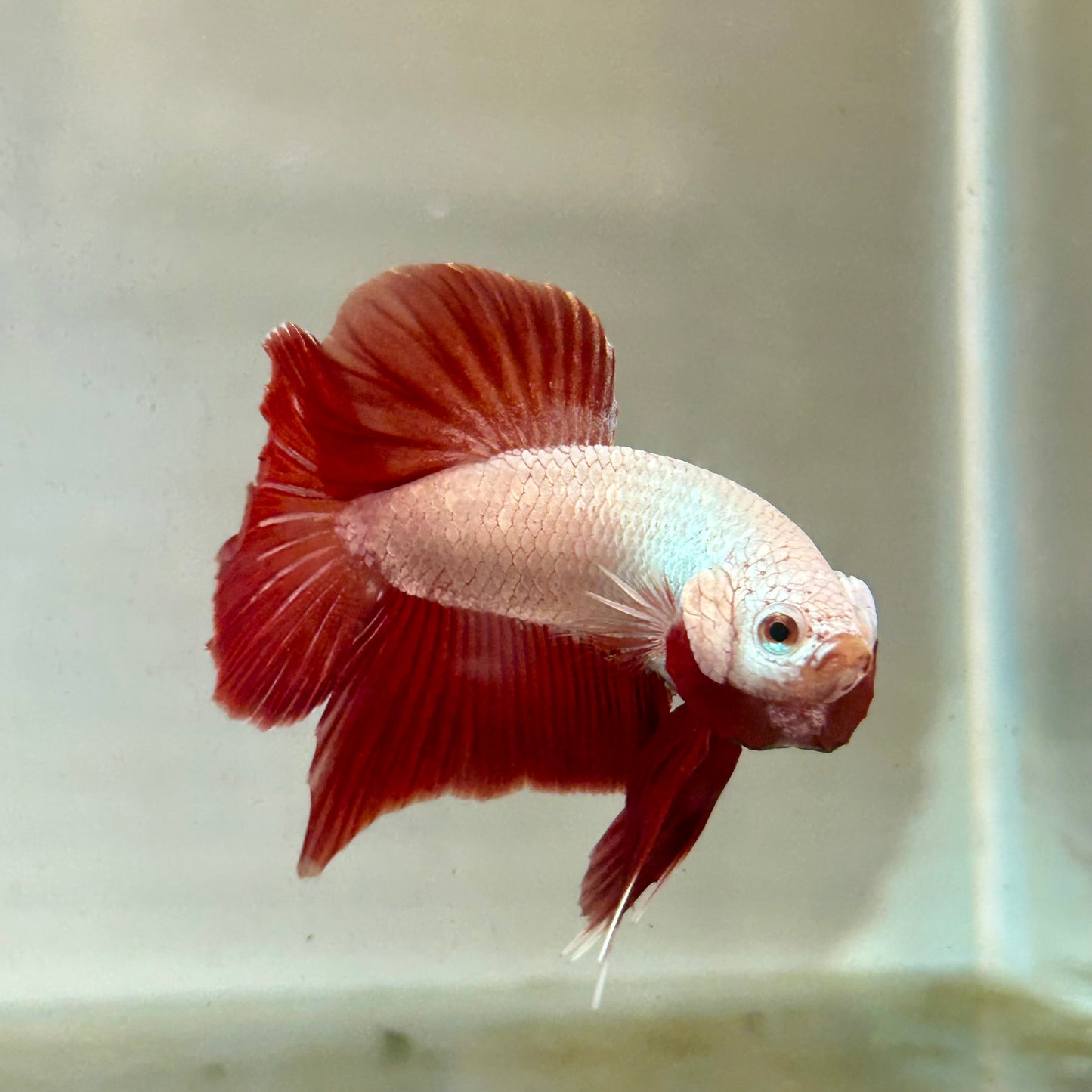Red Dragon Plakat - Male Betta A100