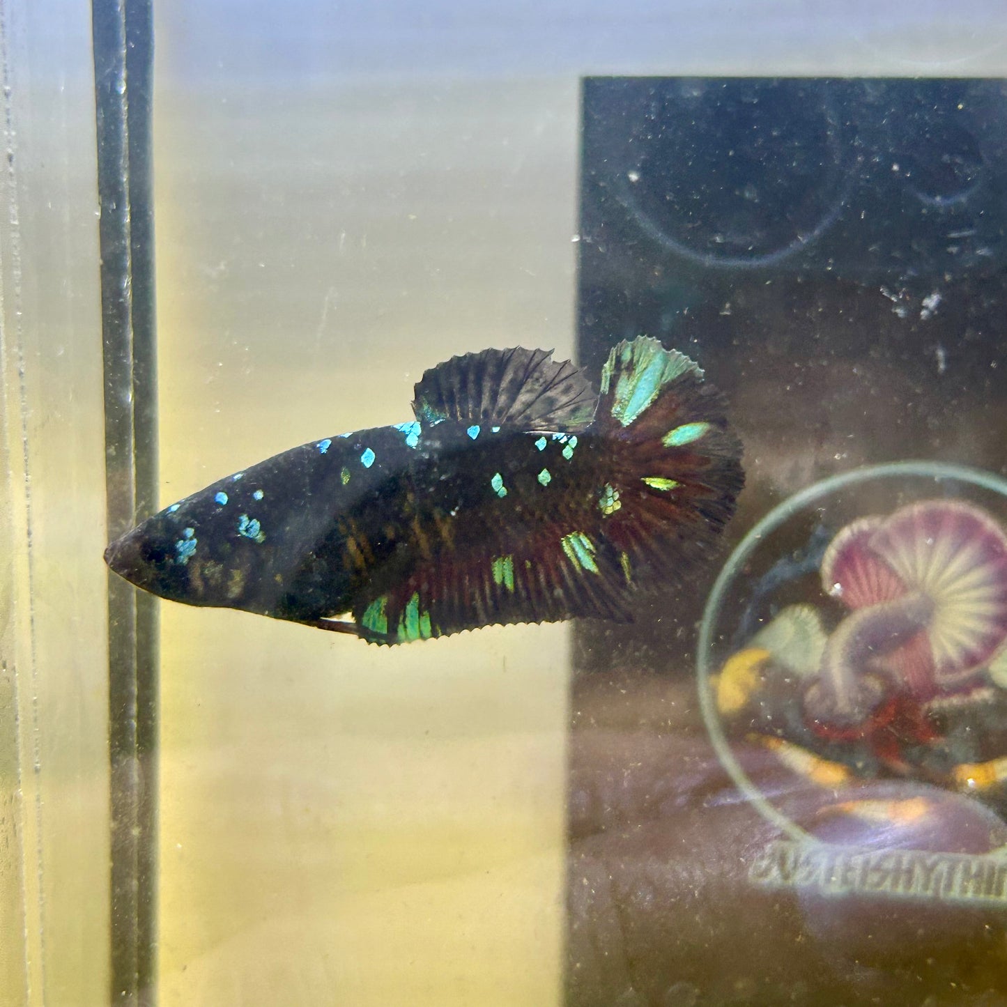 Avarta Gordon Plakat - Female betta 165
