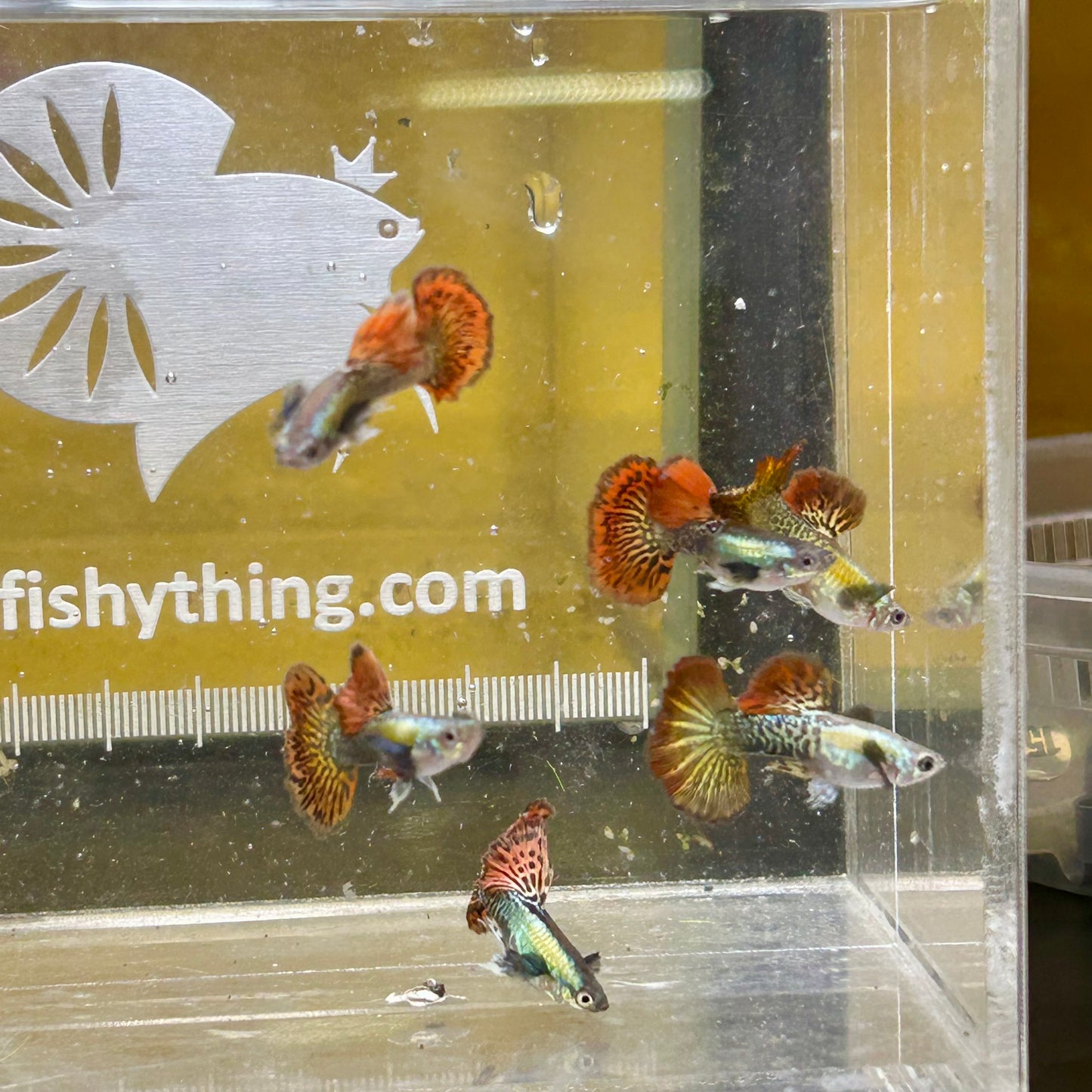 Red Dragon Guppy