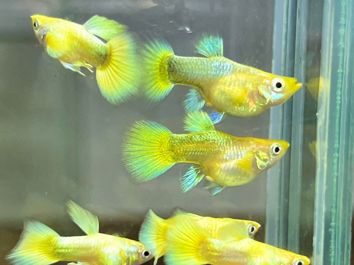 Albino Dumbo Ear Guppy JustFishyThing - Main Image