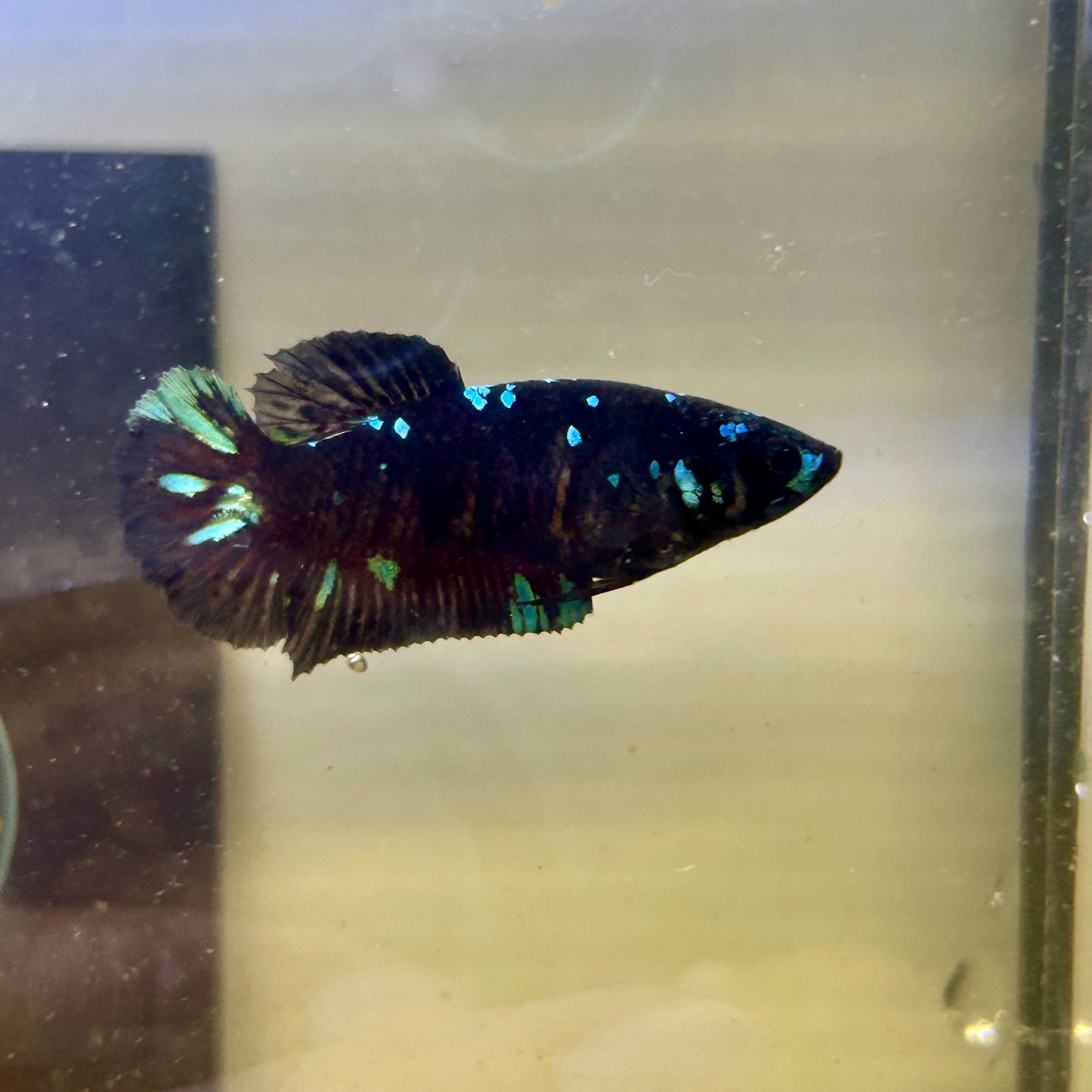 Avarta Gordon Plakat - Female betta 165