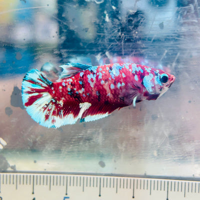 Plakat Barongsai Female Betta #184