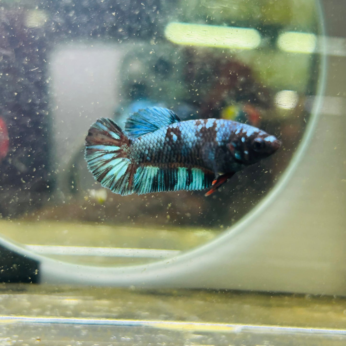 Avarta Nebula Plakat - Female betta 027