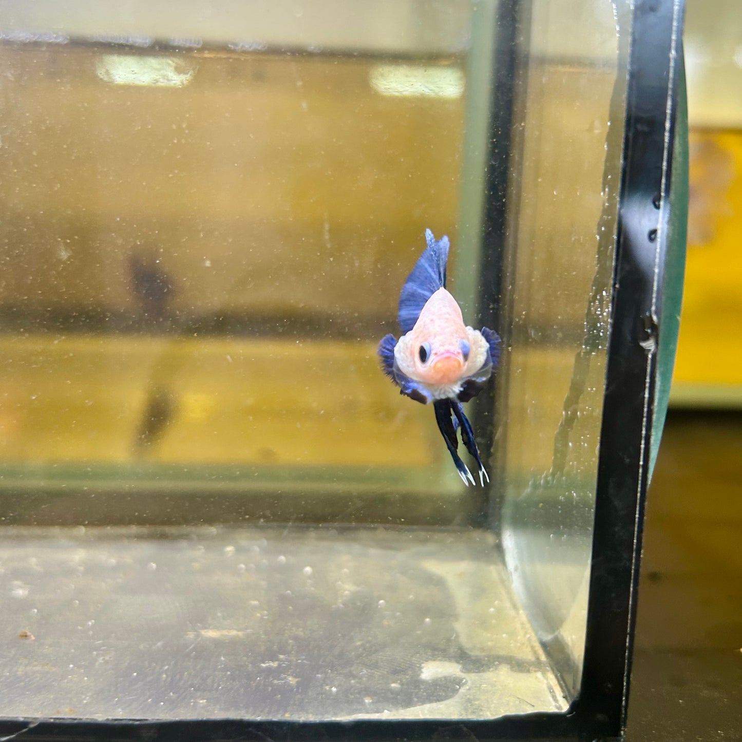 Blue Rim Plakat - Male betta 169 Competition Grade