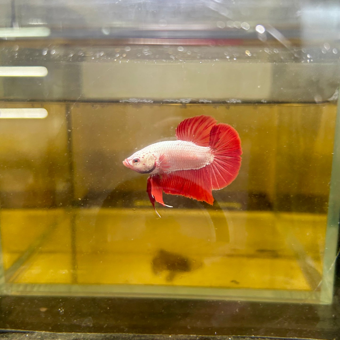 Red Dragon Plakat - Male betta 065
