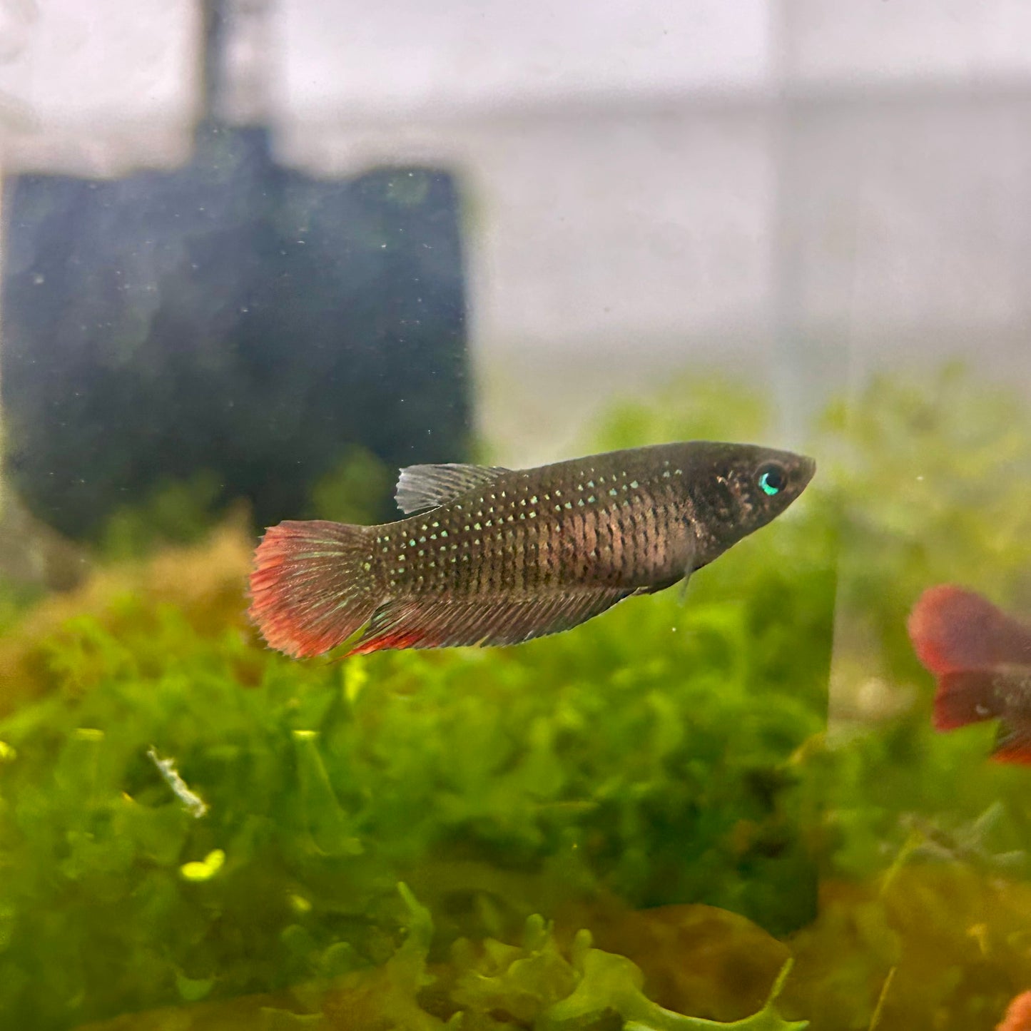 Wild Imbellis - Female Betta