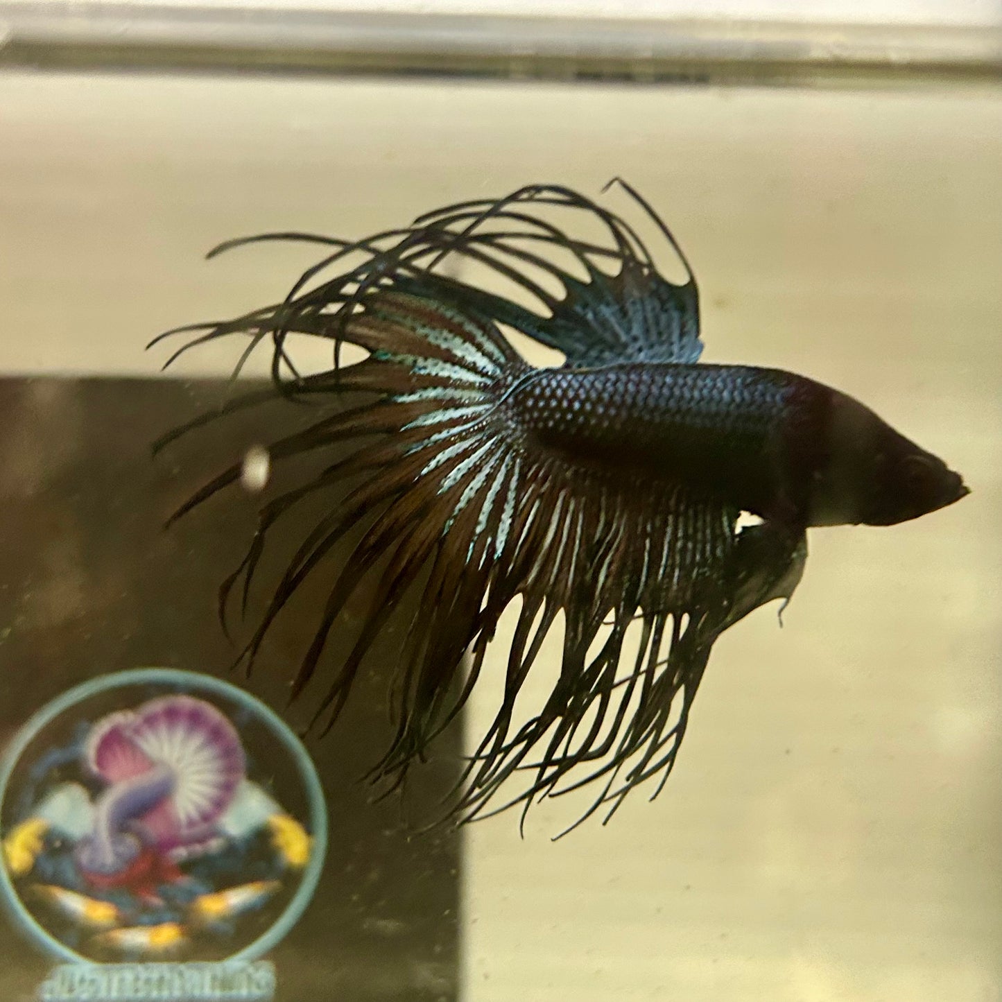Black Orchid Crowntail - Male Betta 074