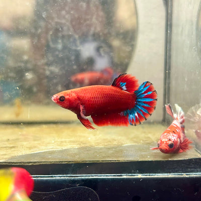 Plakat Red Fancy Startail Female Betta #N89